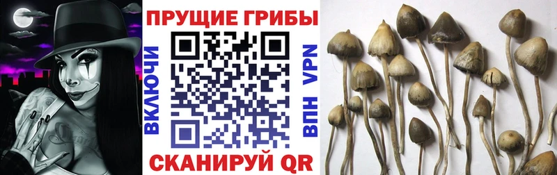 Псилоцибиновые грибы Cubensis  купить наркоту  Городовиковск 